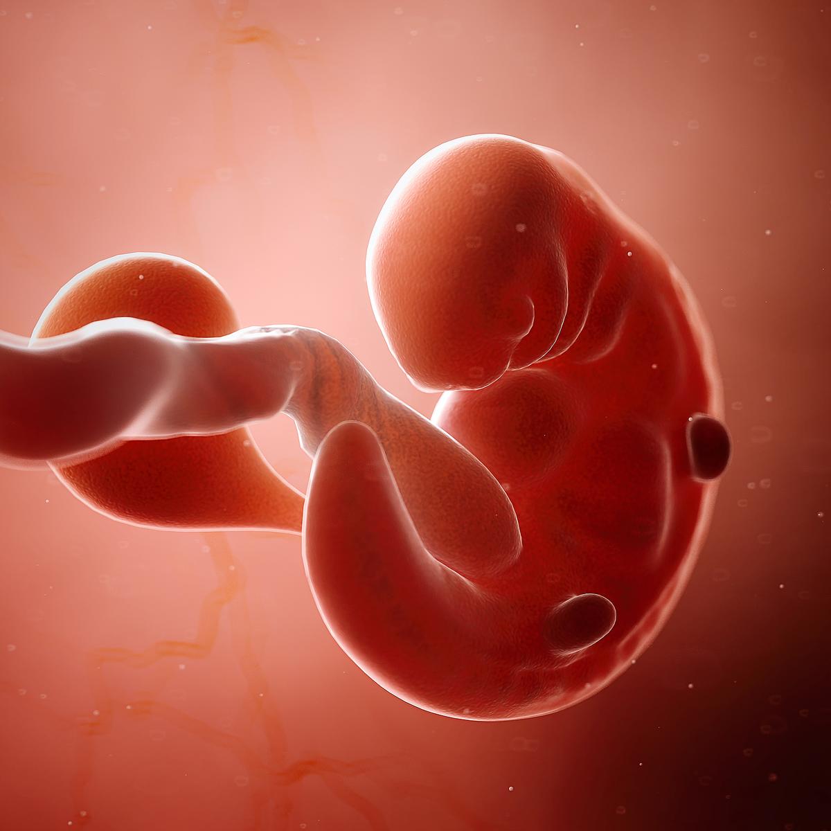 Fostrets utveckling - Embryot under den sjätte graviditetsveckan liknar ännu inte en människa