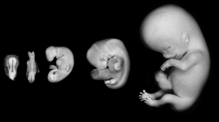 Embryo och utveckling av fostret i buken beroende på vecka med tabell