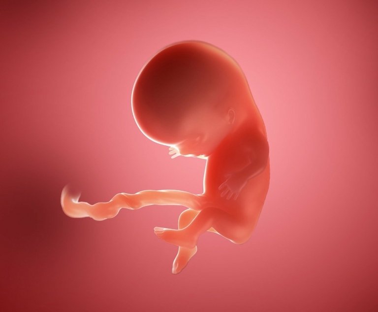Utveckling av fostret och embryot vid 10 veckor - armar och ben utvecklas
