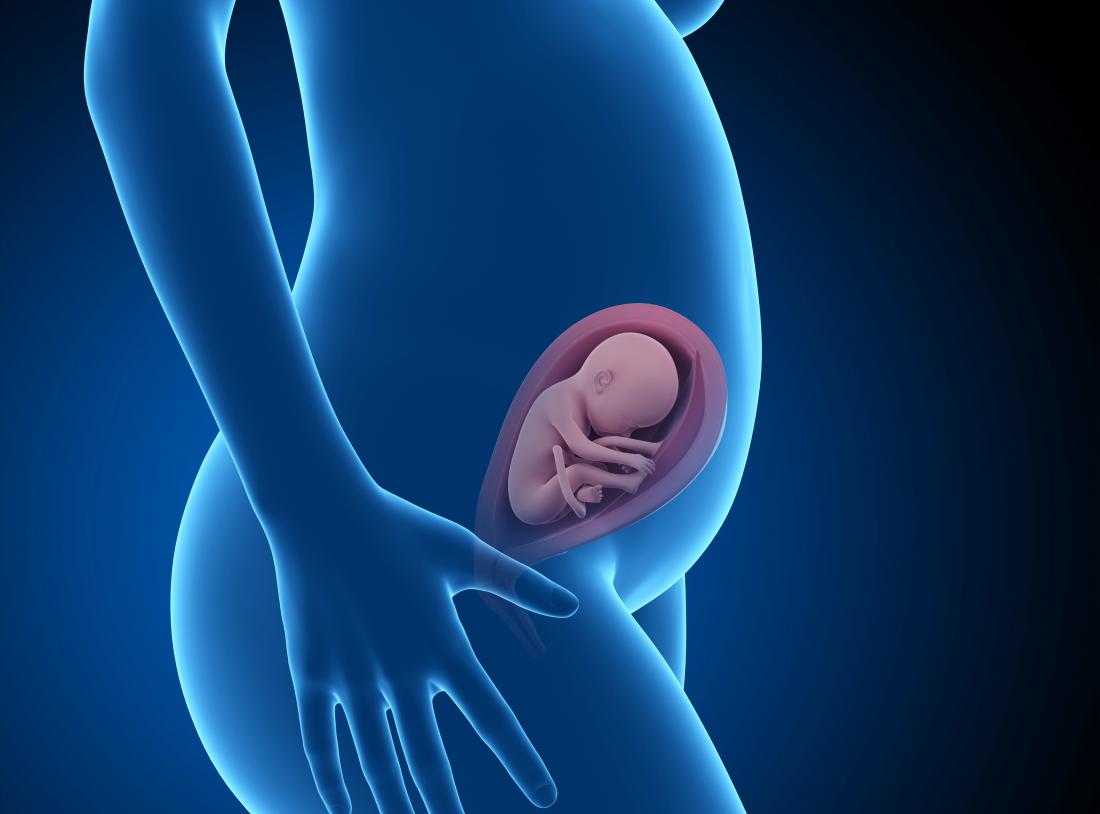 Fostrets utveckling i moderns livmoder - vilka organ uppstår när