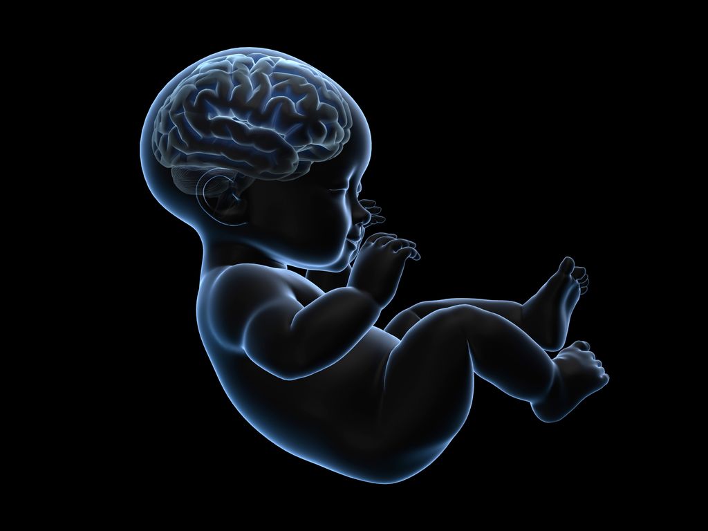 Under fostrets utveckling under den 21: e graviditetsveckan börjar hjärnan utveckla fåror