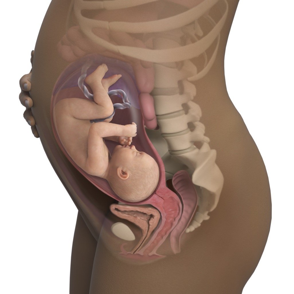 Även under den 32: e graviditetsveckan fortsätter barnet att lagra fett för att lagra det efter födseln