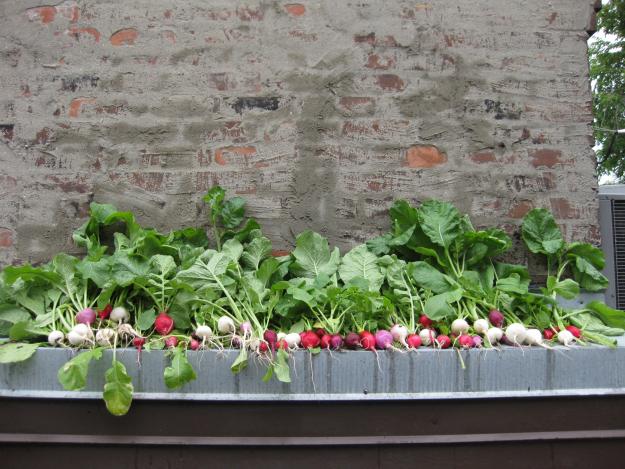 Grönsak takterrass plantering trädgård tips