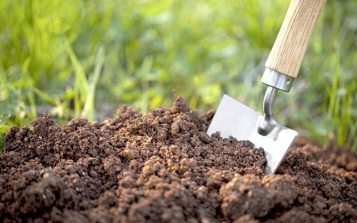 Lossa jorden med en spade, hacka eller trädgårdsfräs och förse den med kväve