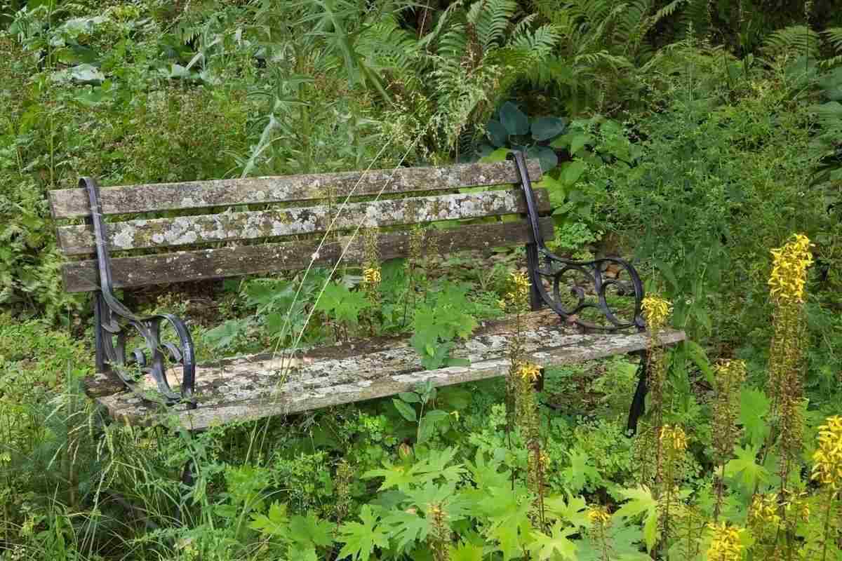 Vittrad trädgårdsbänk mitt i en övervuxen trädgård med vilda blommor och växter