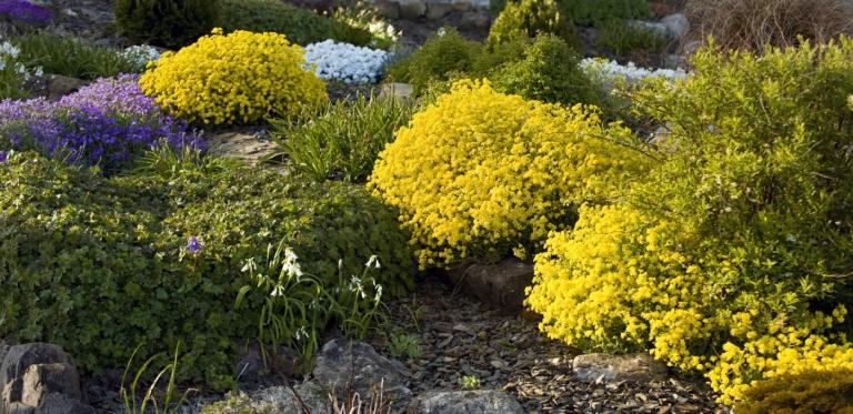Bergträdgårdsidé med marktäckare och alpina växter i gult och lila