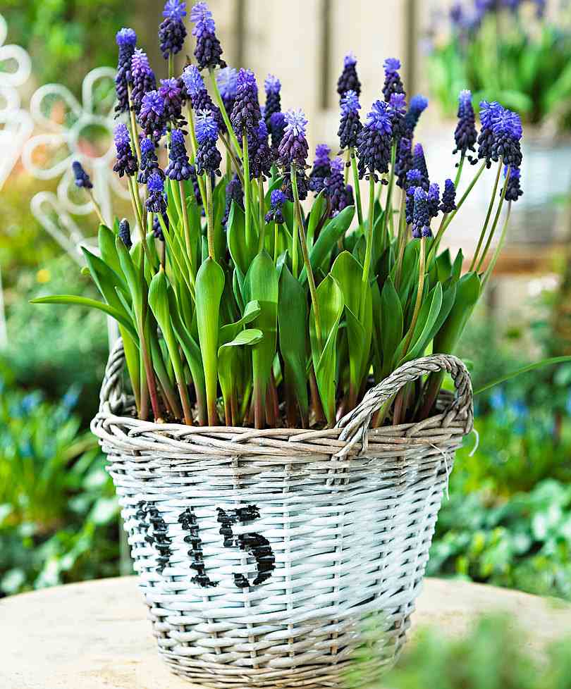 Wicker korg plantering instruktioner enkla blommor trädgård dekoration idéer DIY