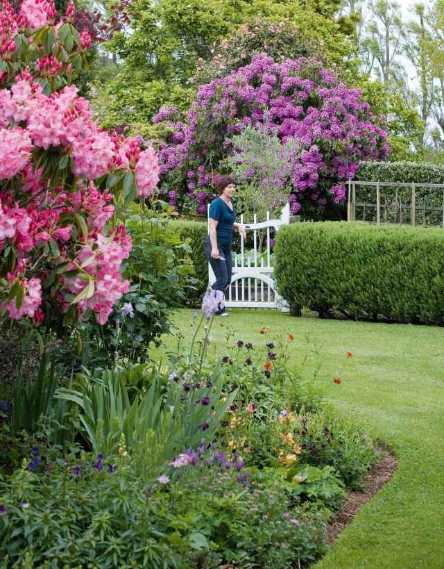 Sekretessskydd häck i trädgården rododendron rosa grind vit