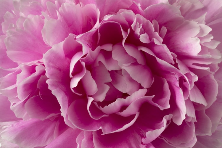 Rosa pionblommor för romantiska blomsterdekorationer i huset