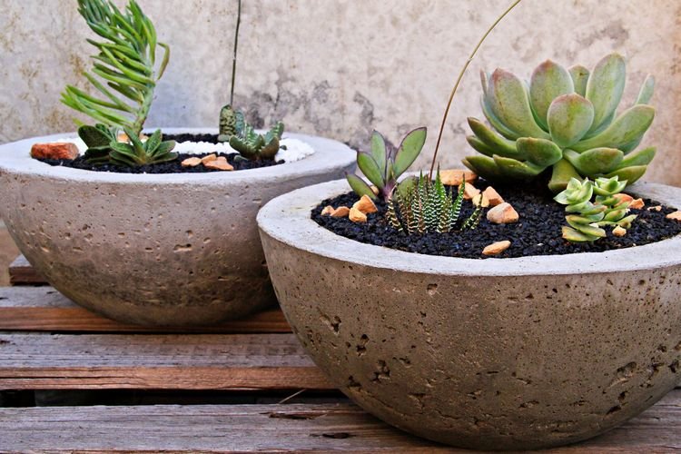 DIY planteringsplatta av betong rund med succulenter