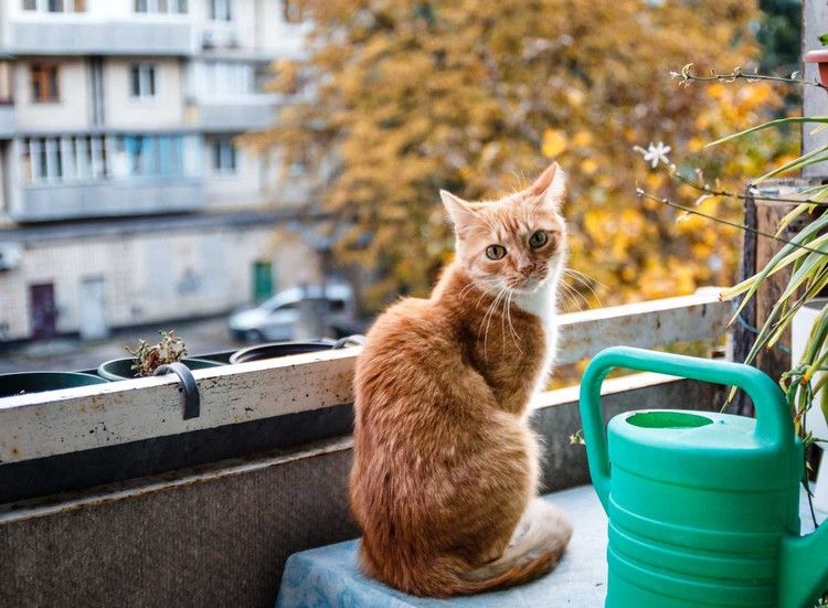En katt på balkongen kan hålla duvor borta
