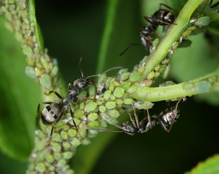 Myror hjälper inte mot skadedjur, de skyddar dem