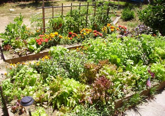 odling av grönsaker i trädgården - vegetation fri från skadedjur