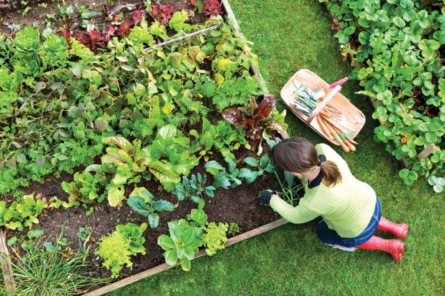 hobby trädgårdsodling odla friska grönsaker i trädgården tips
