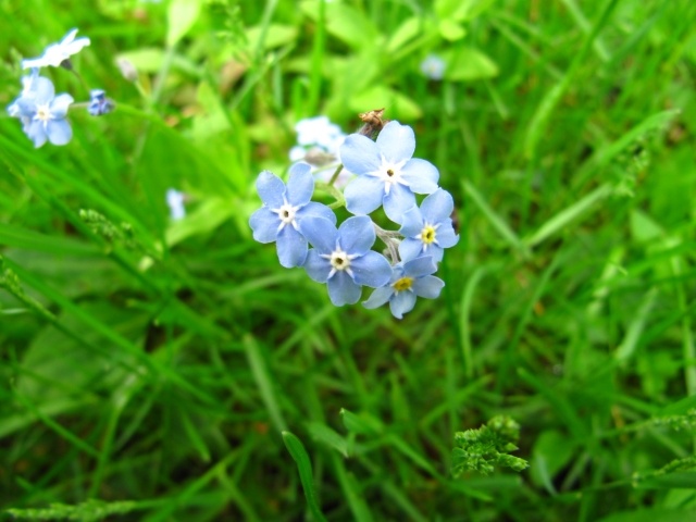 träsk glöm-mig-inte känslig vacker blomma blå natur