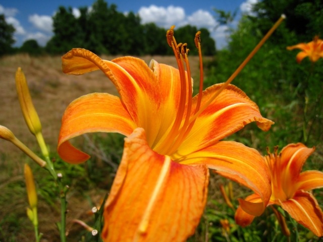 daylily orange färg vackra naturdesignidéer