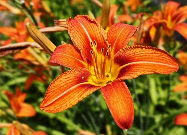 växter i trädgården dag lilja vacker orange färg