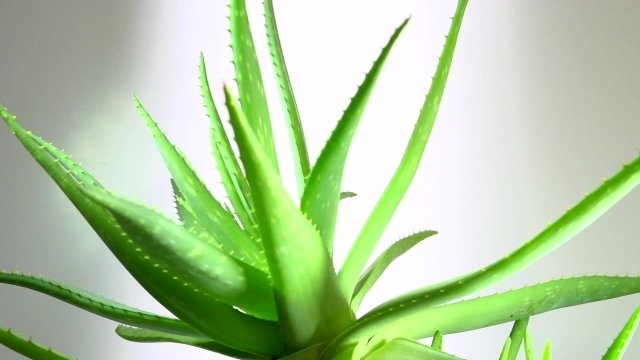 aloe vera ordna tips tricks rumsharmoni