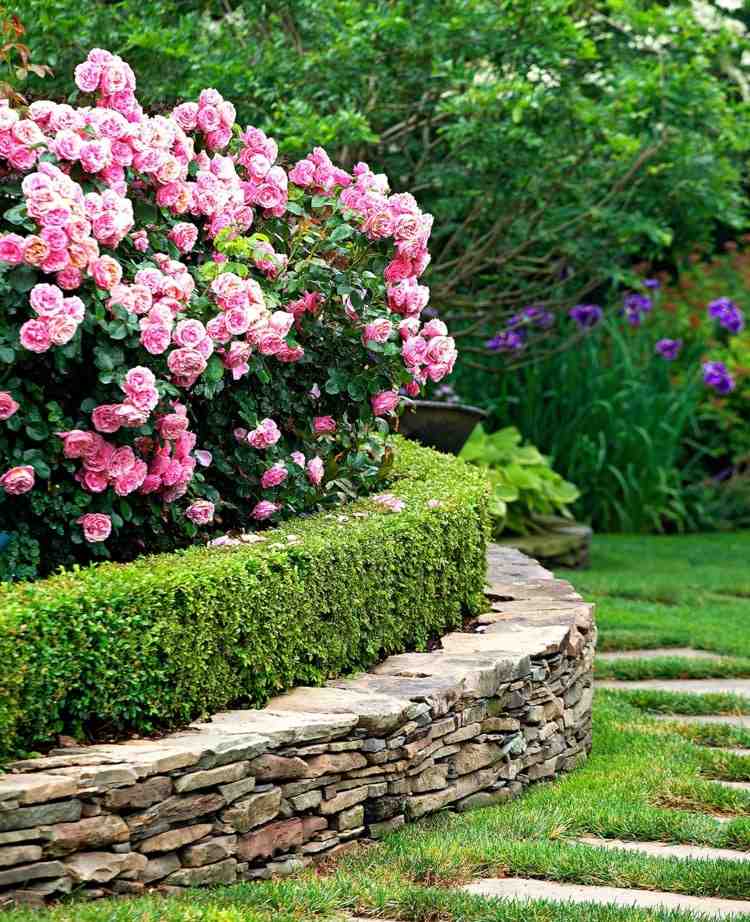 Boxwood kombinerar i höjtsängen med rosa rosor och stenmur