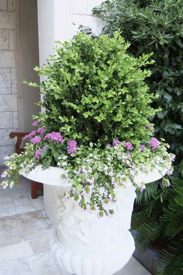 Boxväxt som en behållarväxt med vita och rosa blommor
