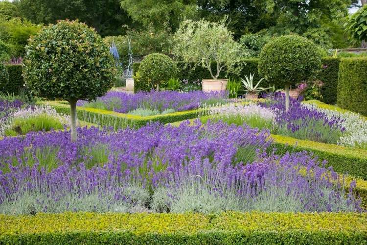 Kombinera buxbom med lavendel i den franska trädgården för en touch av medelhavsstämningen