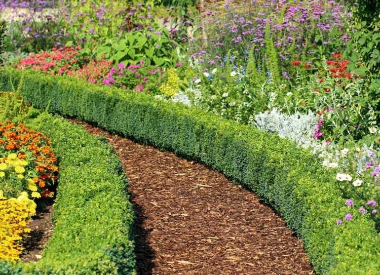 Boxwood kombinerar i den traditionella trädgården med färgglada ängsblommor och buskar