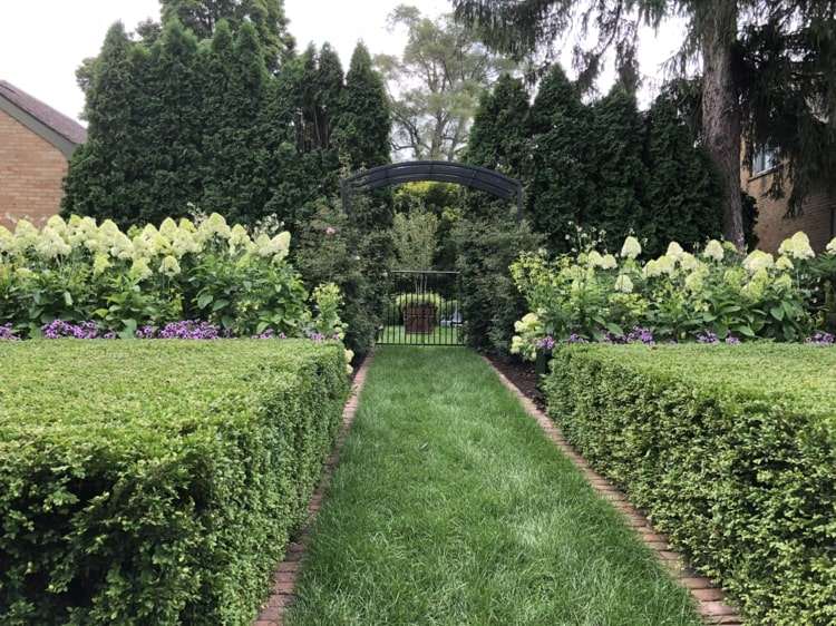 Hortensior och häckar för ett trädgårdsarrangemang i grönt och vitt