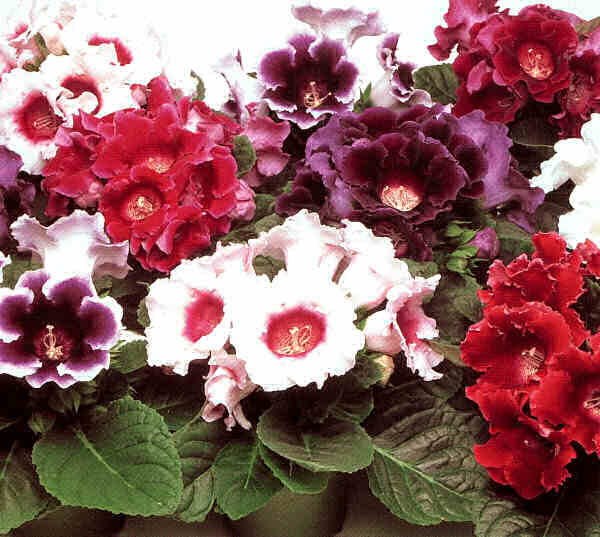 Små trädgård gloxinia blommor