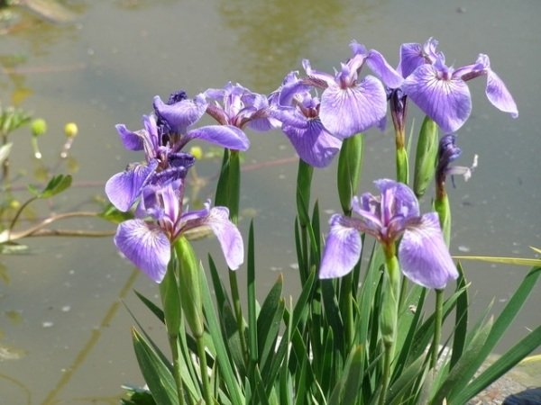 Liten trädgårdsblomma växtdekoration