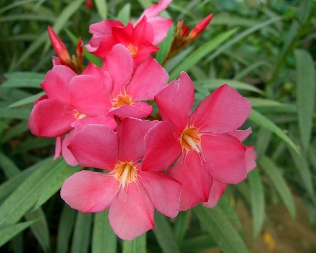 nerium-oleander-många-blommor-lila-färg