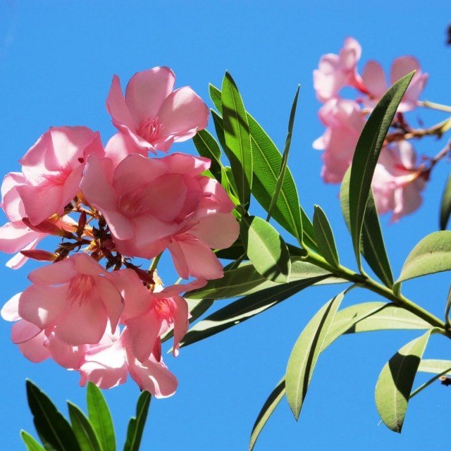 Nerium-oleander-vacker-foto-rosa-färg