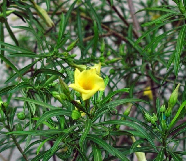 gul-oleander-blomning-idéer-hem-kruka