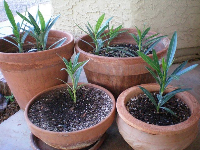 Oleander-blommor-kruka-liknande-växter-hemma