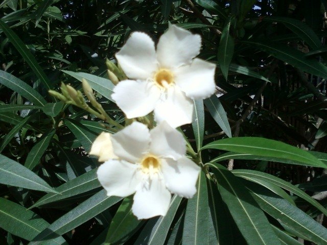 Nerium-oleander-vit-två-blommor-nära