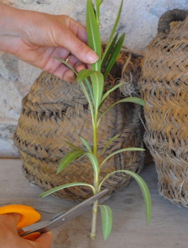 hur-att-odla-oleander-rum-växter