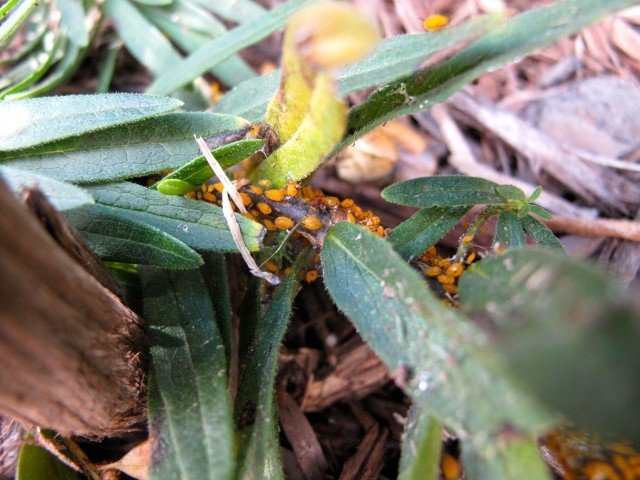asclepias-tuberosa-oleander-sjukdom-insekt-exempel