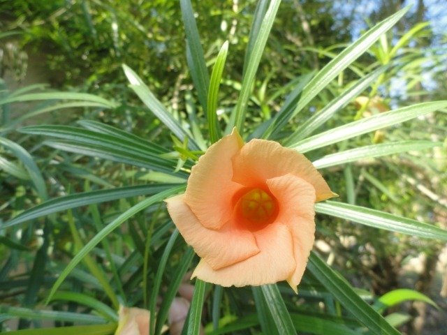 orange-färg-oleander-blom-bild-sch
