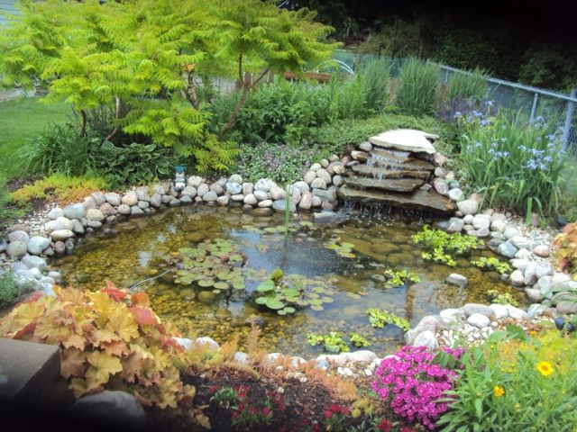 liten trädgård fontän naturligt utseende vattenväxter