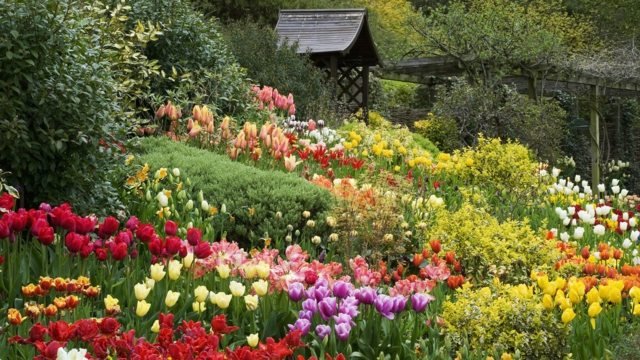 Drömträdgård sommar designidéer färska blommor grundläggande element