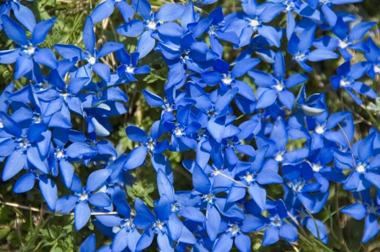 Gentian blå blomma mark täcker sten trädgård växt