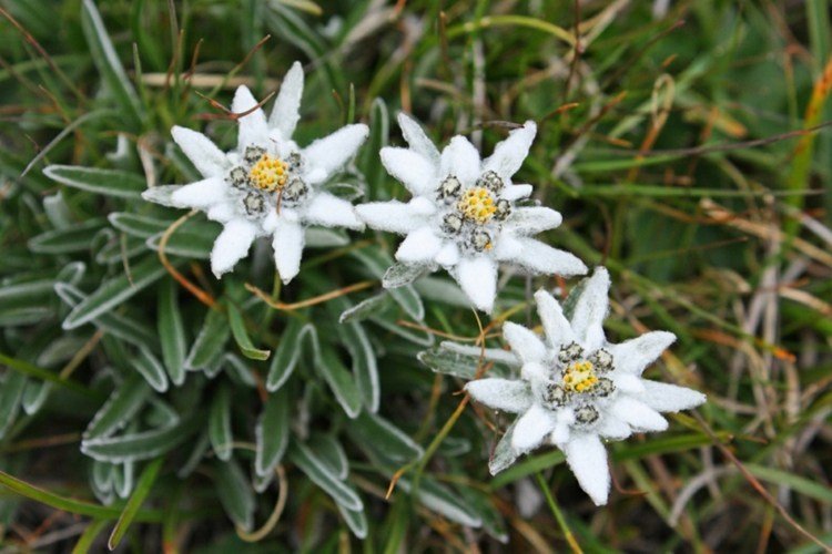 edelweiss blossom white rock garden flower deco idé