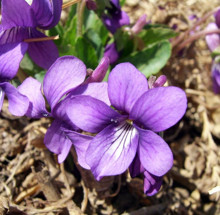 violett sten trädgård form blomma violett idé växt