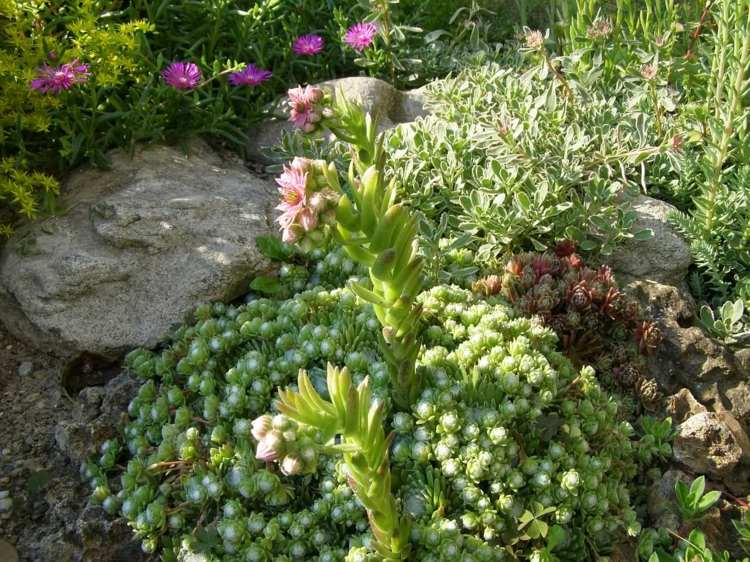 sten trädgård design succulenter stenar blommor idé