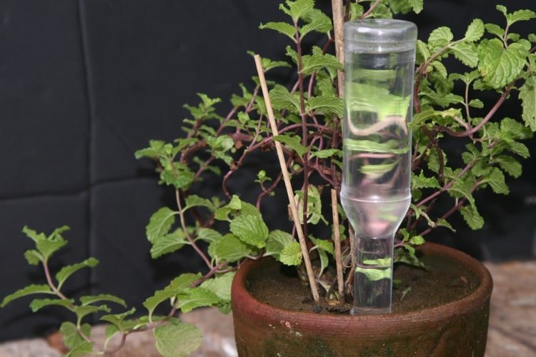 Vattna växter på semester enkelt med en PET -flaska