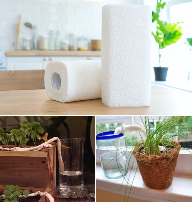 Gör en pappersrulle av köksrulle för att vattna krukväxter
