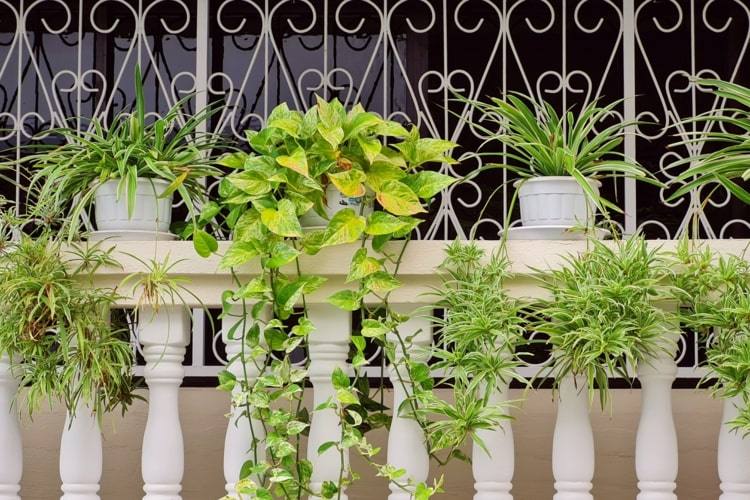 Vattna växter på semester - skugga och beskärning för balkongväxter