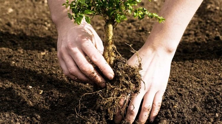 Istället för att köpa vigselringar kan de nygifta också plantera ett träd