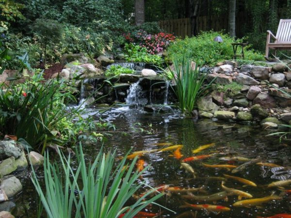 Koi damm fisk vatten trädgård design