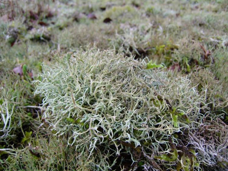 Isländsk mossa (Cetraria islandica) är inte en alg, utan en lav och växer på land