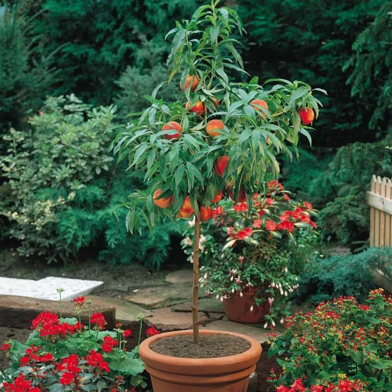 Ett dvärgfruktträd för trädgården eller en planter som en platsbesparande variant